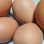 Egg